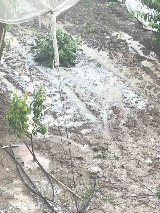 Mersin’de dolu ürünlere zarar verdi