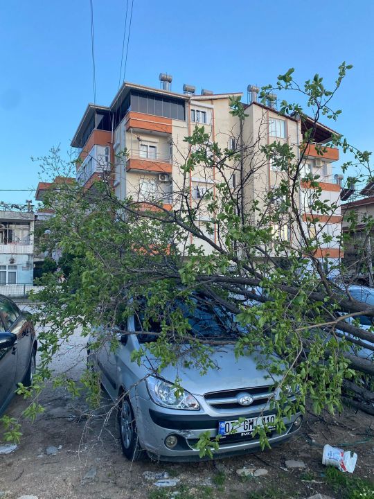 Antalya'da Şiddetli Rüzgar Ağaç Devirdi
