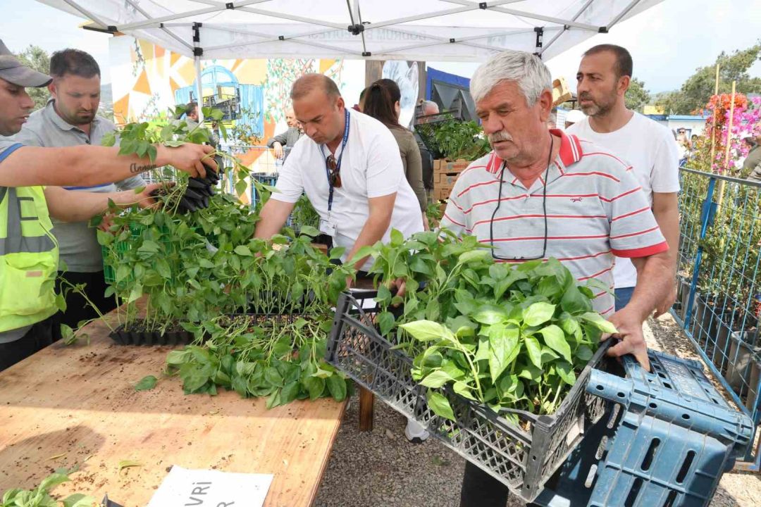 Bodrum Belediyesi tarafından ata tohumlardan üretilen 250 bin fide 1 saatte bitti