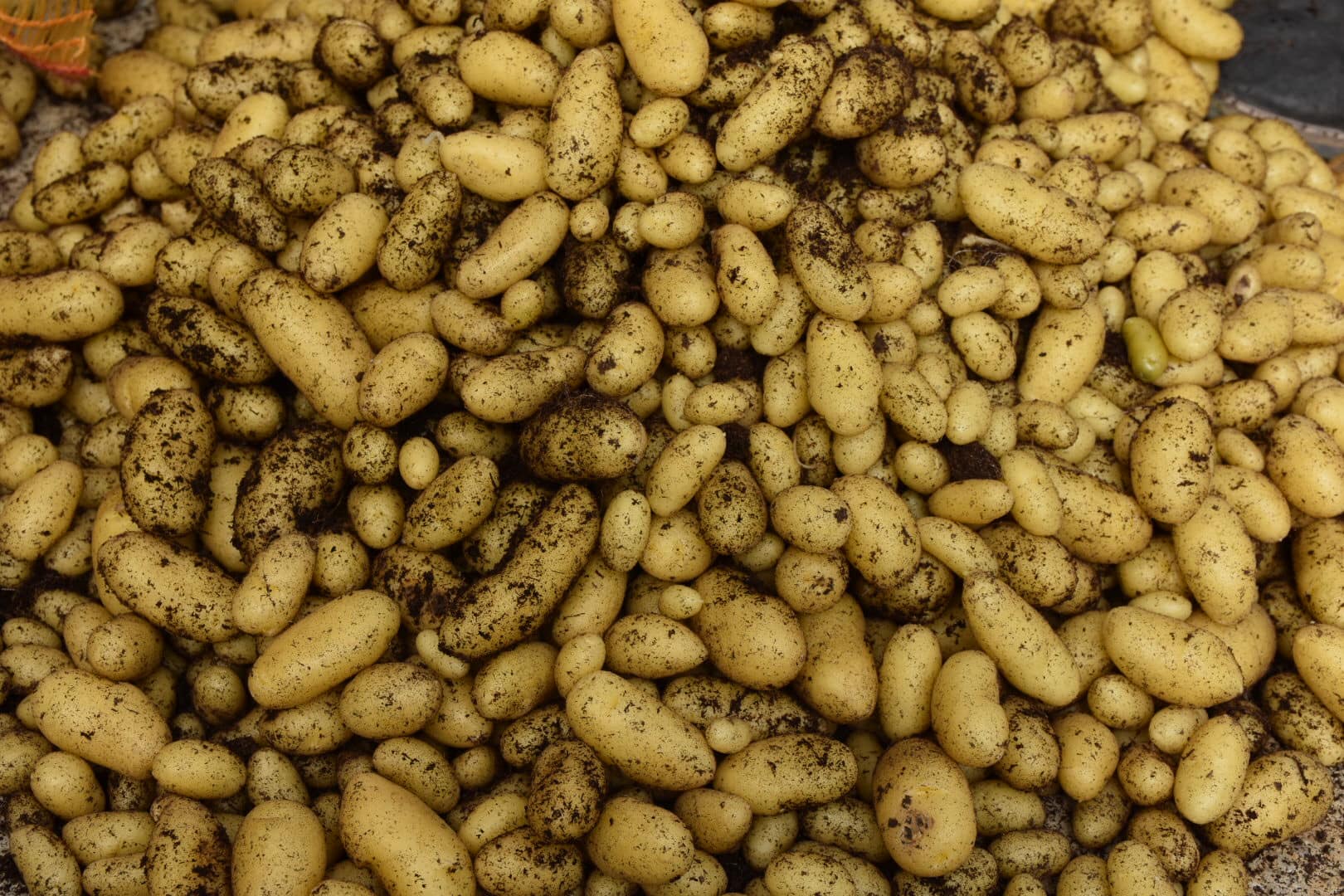 Patates Araştırma Enstitüsü’nden 10 Yerli ve Milli Patates