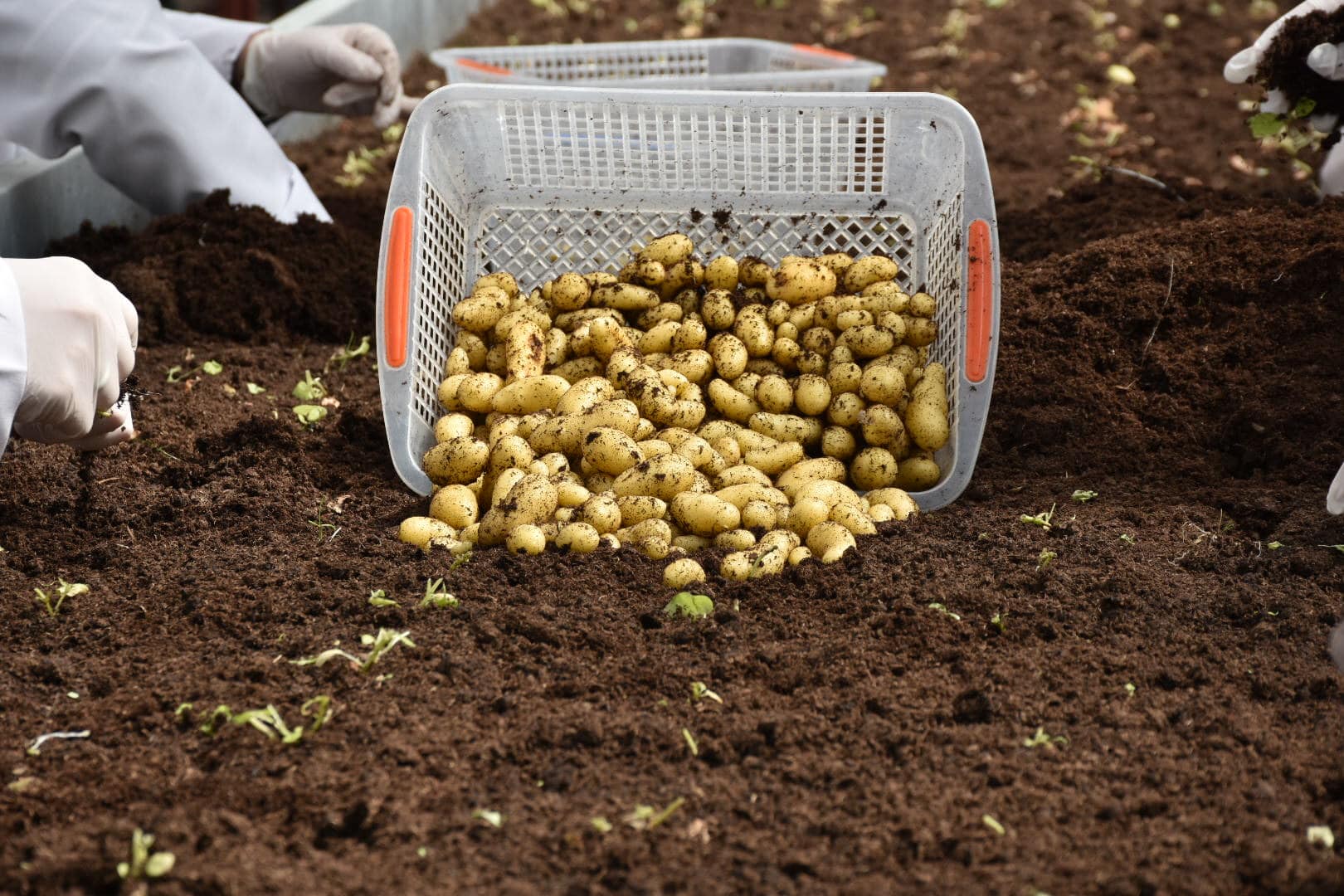 Patates Araştırma Enstitüsü’nden 10 Yerli ve Milli Patates