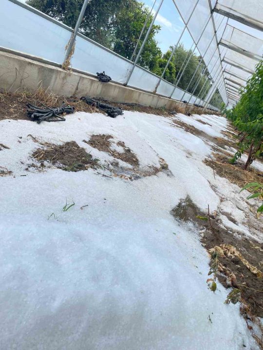 Mersin’de dolu ürünlere zarar verdi