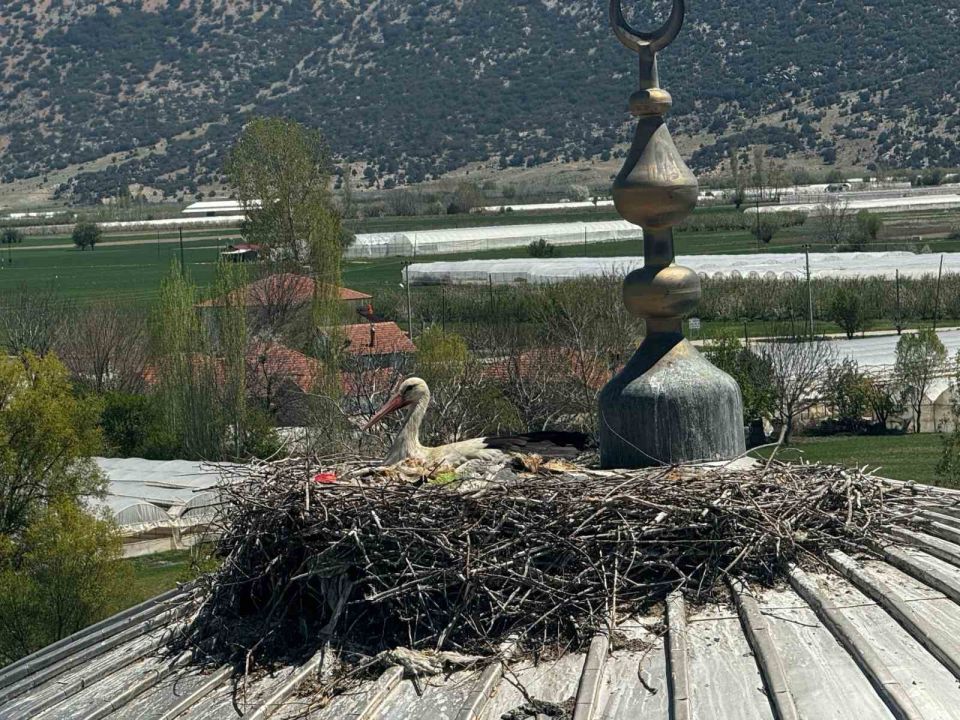 Her yıl aynı caminin kubbesine yuva yapan leylek cemaatin ilgi odağı oldu