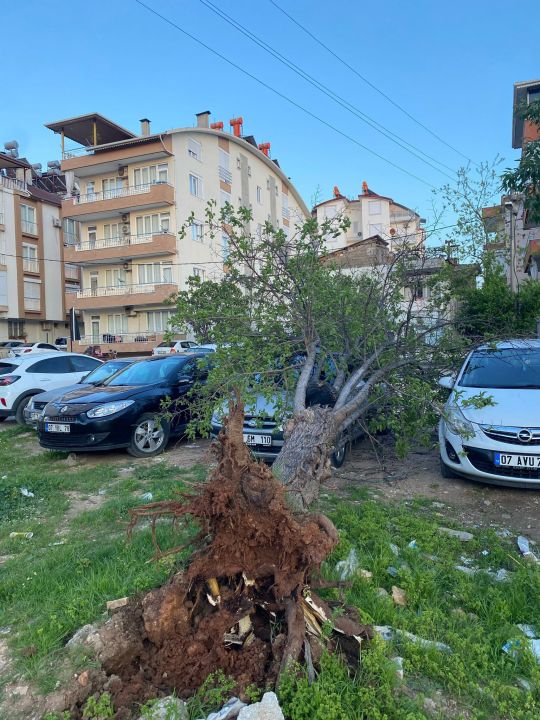 Antalya'da Şiddetli Rüzgar Ağaç Devirdi