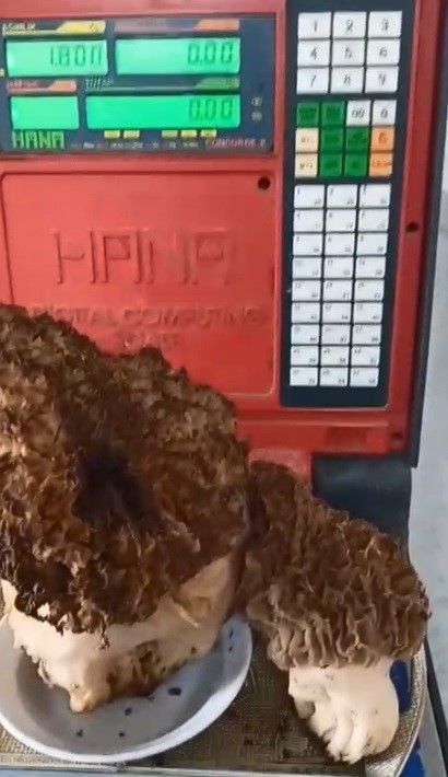 Menteşe’de Doğa Yürüyüşünde Dev Mantar Sürprizi! Gören İnanamadı