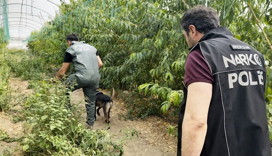 Şeftali Serasında Ele Geçirilenler Pes Dedirtti