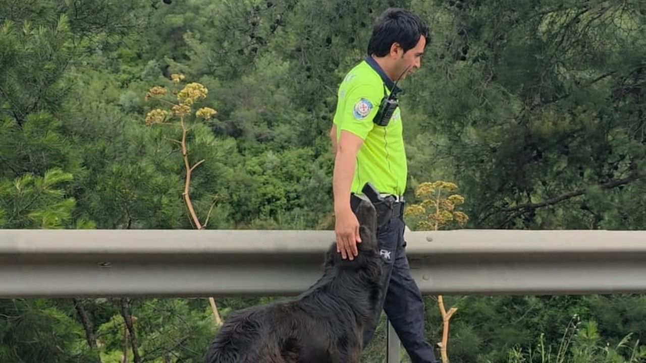 Muğla’da Zincirleme Kaza! Polis Ekiplerinden Sokak Köpeğine Duygulandıran Müdahale