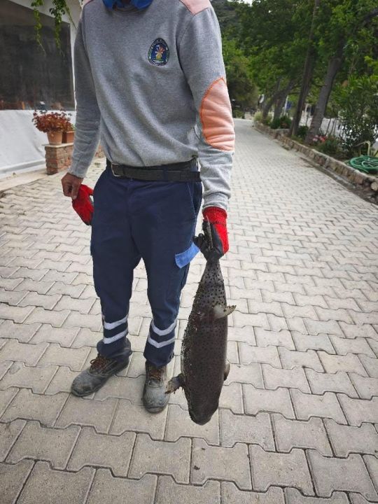 Datça Kıyılarında Rekor Boyutlu Balon Balığı! Tehlikeli Tür Karaya Vurdu