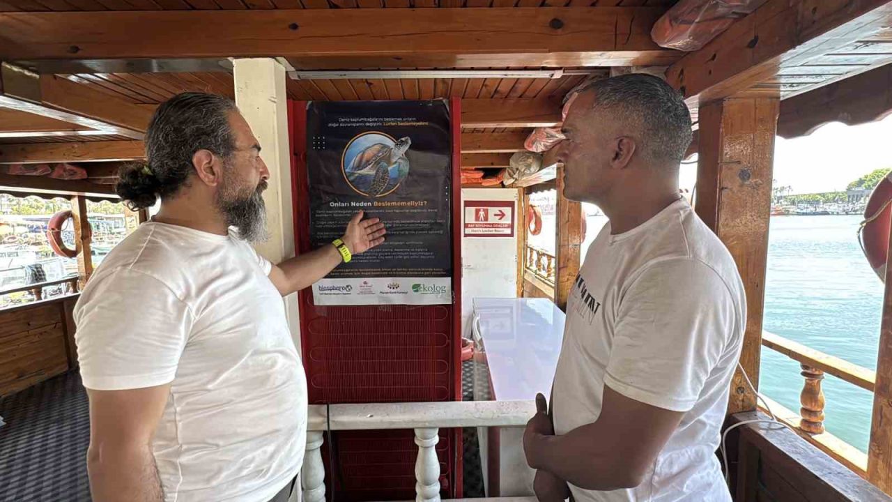 Kolay beslenmeye alışan deniz kaplumbağaları balıkçı barınağını terk etmiyor