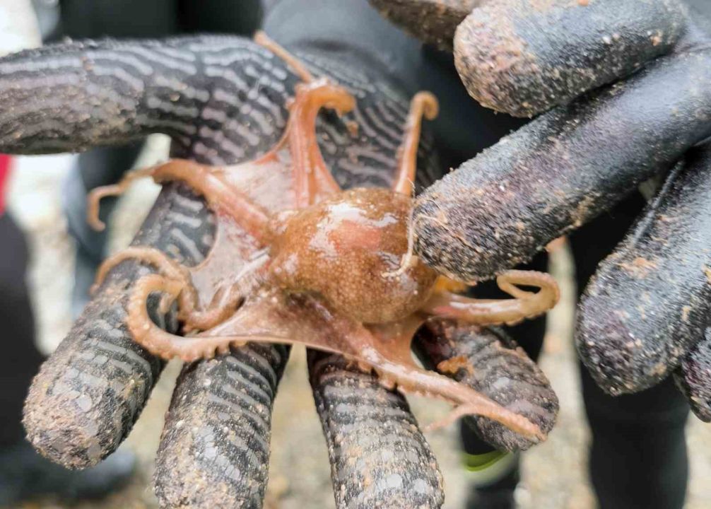 Yağmur altında deniz dibi temizliği