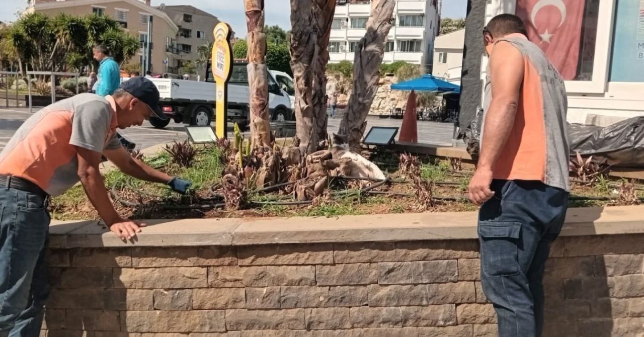 İşçiler Ter Dökerken O Rahat! Marmaris’te Kedinin Umursamaz Hali Güldürdü