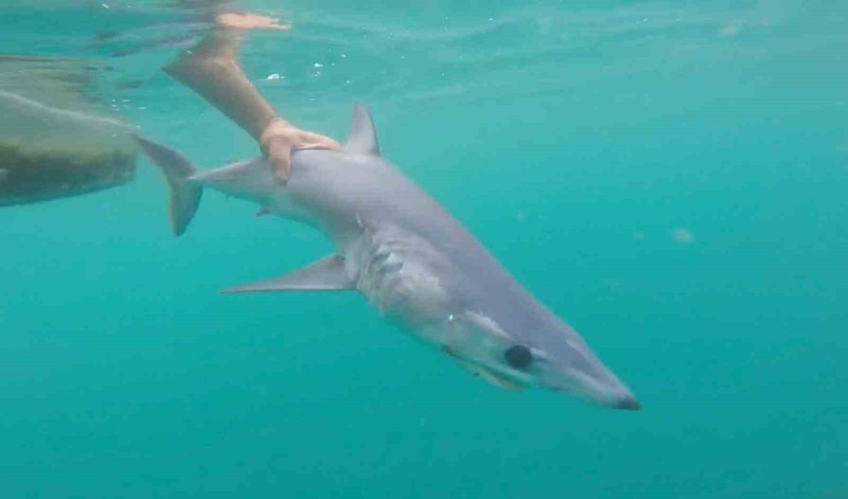 Oltaya Takılan Köpek Balığını Kurtarıp Saldı: Sosyal Medyada Tartışma Yarattı