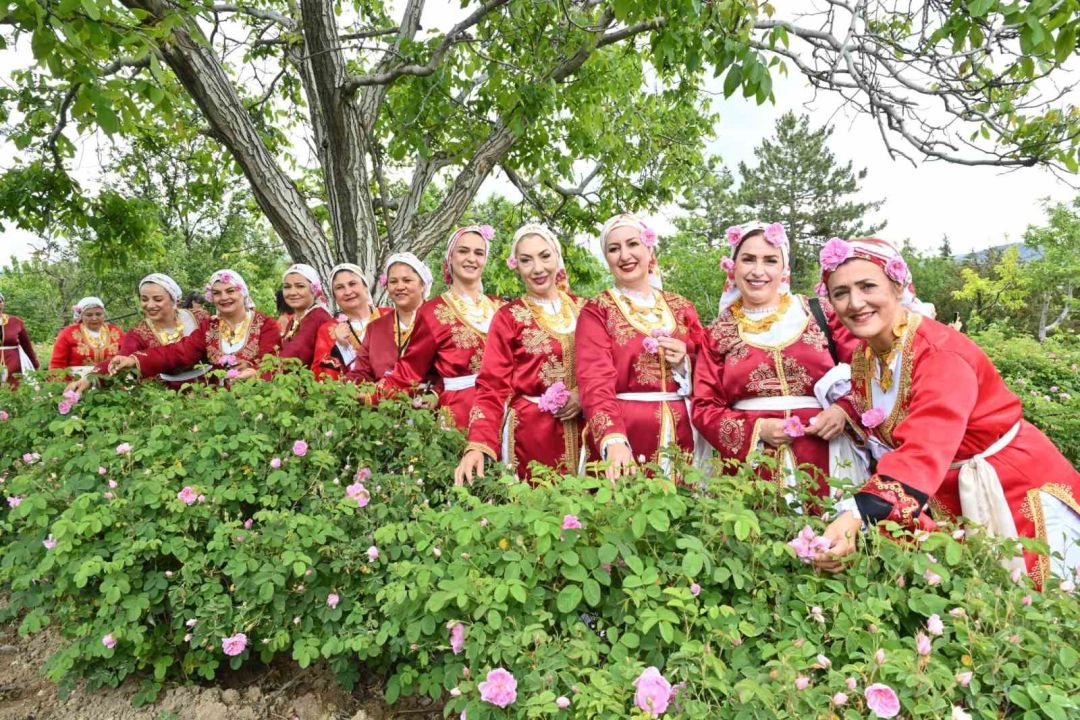 Isparta’da gül hasadı, festival coşkusunu doruklara taşıdı