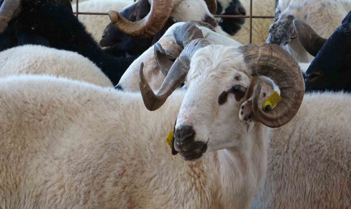 Bayram yaklaştı, kurban pazarında kıran kırana pazarlık başladı
