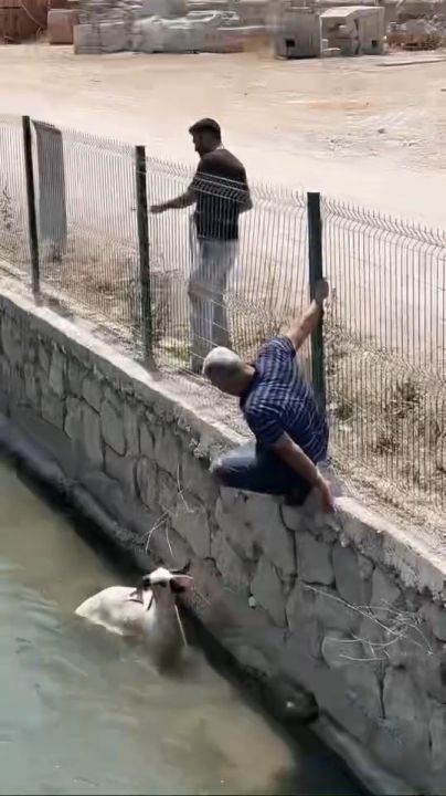 Finike’de kaçan kurbanlık dereye atladı