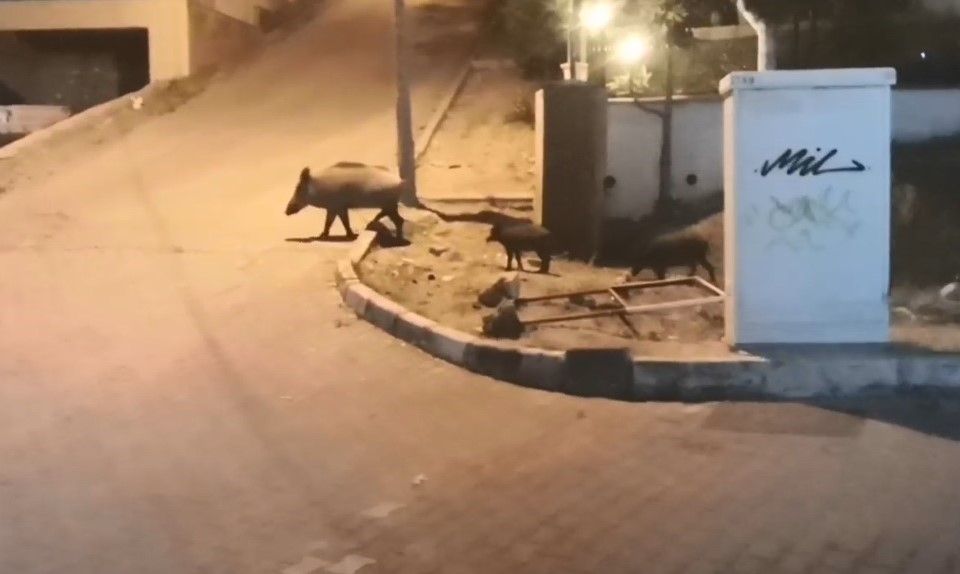 Ege’de yeni moda başladı