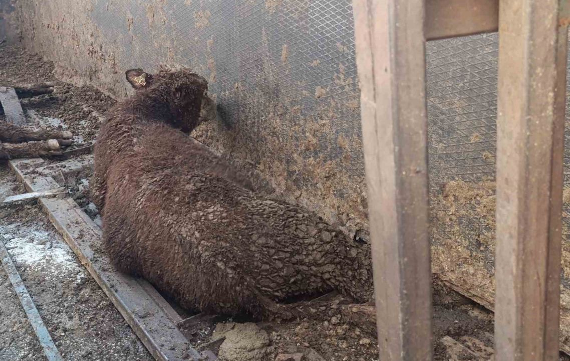 Angus yüklü tır devrildi, kaçan hayvanlar yakalandı