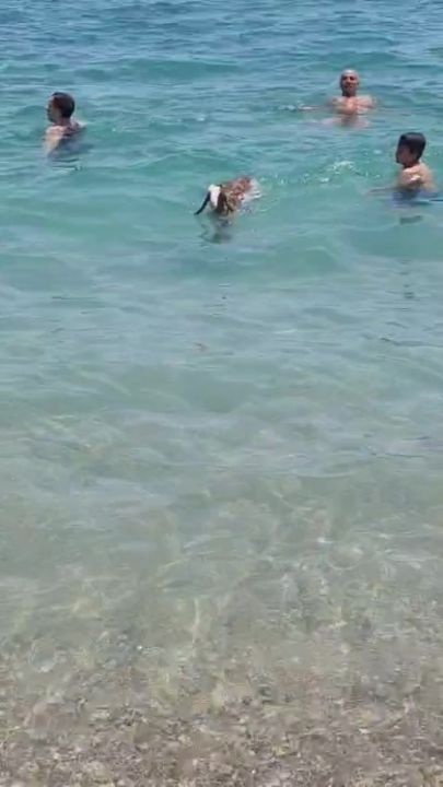 Hemcinsleri bıçak altına yatarken o deniz keyfi yaptı