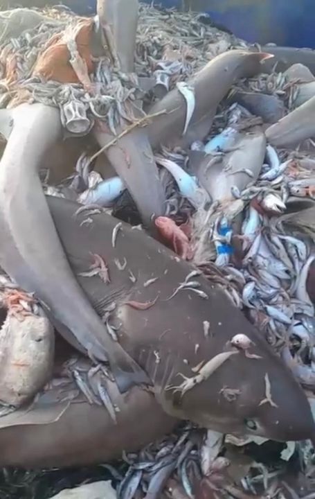 Mersin'i köpekbalıkları istila etti