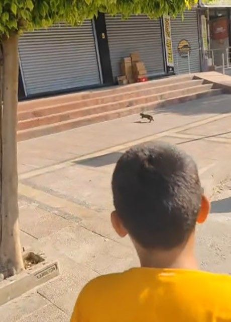 Minibüste yavru kedi kurtarma seferberliği