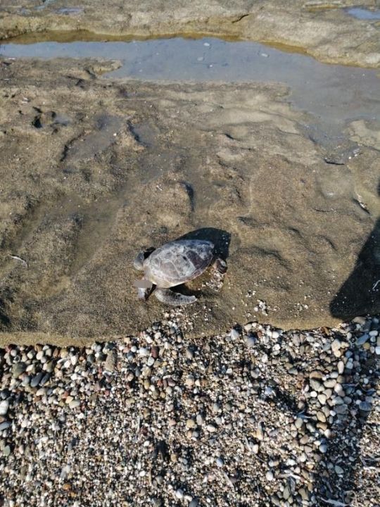 Gazipaşa’da caretta başı kesilmiş halde bulundu