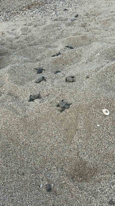 Antalya’da caretta caretta yuvaları zarar gördü