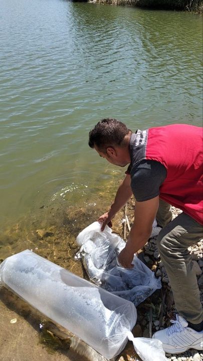Kozağaç Baraj Gölü’ne 40 bin sazan yavrusu bırakıldı