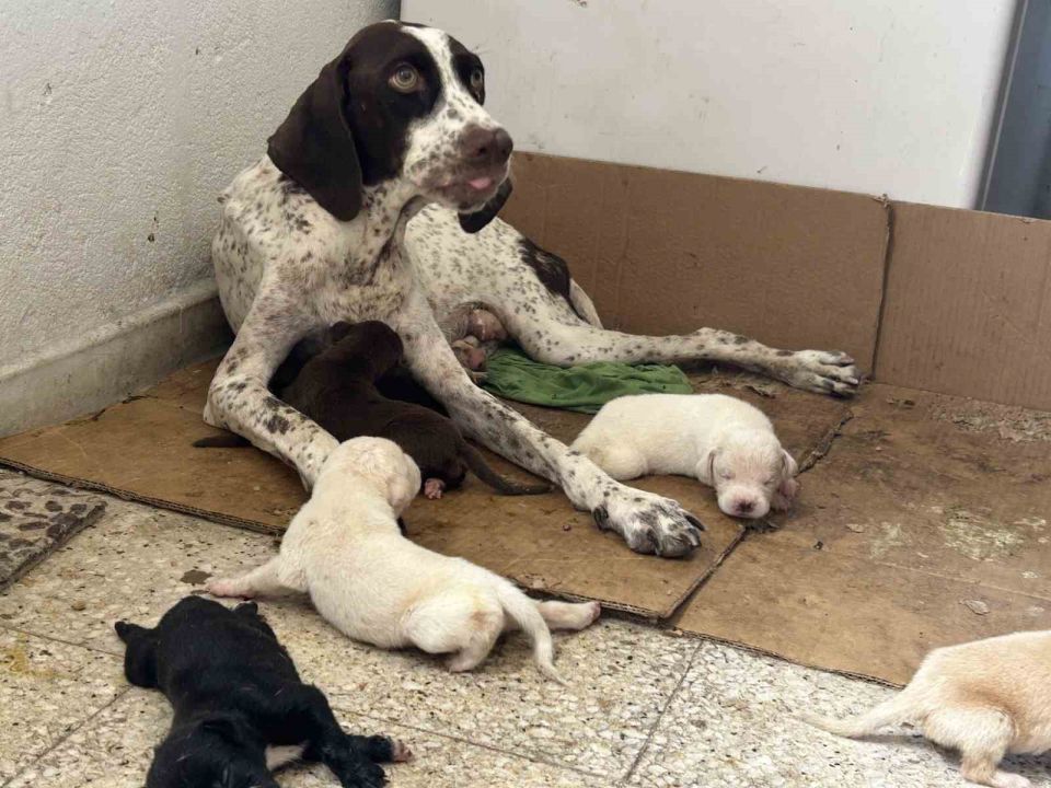 Tescilli ırk olan Çatalburun köpeği bir batında 13 yavru dünyaya getirdi