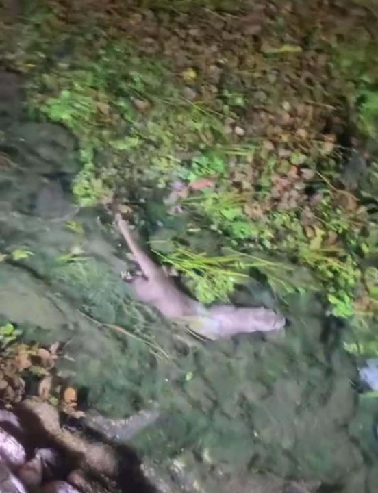 Nesli tükeniyor! 'Kadın Azmağı'nda görüldü