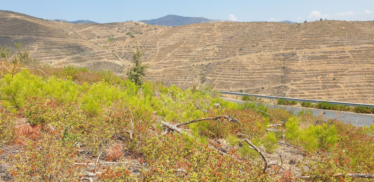 'Yanan yerlere badem, zeytin, ceviz dikme fikri, bilimsel gerçeklikten uzak'