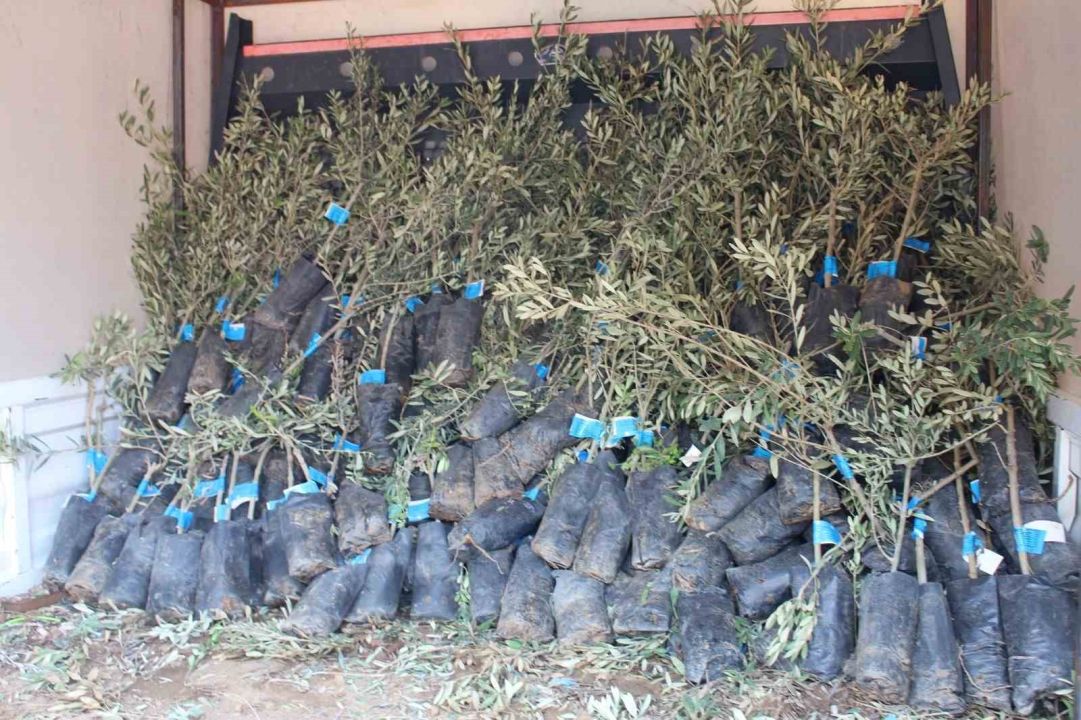Antalya'da 19 ilçede zeytin seferberliği