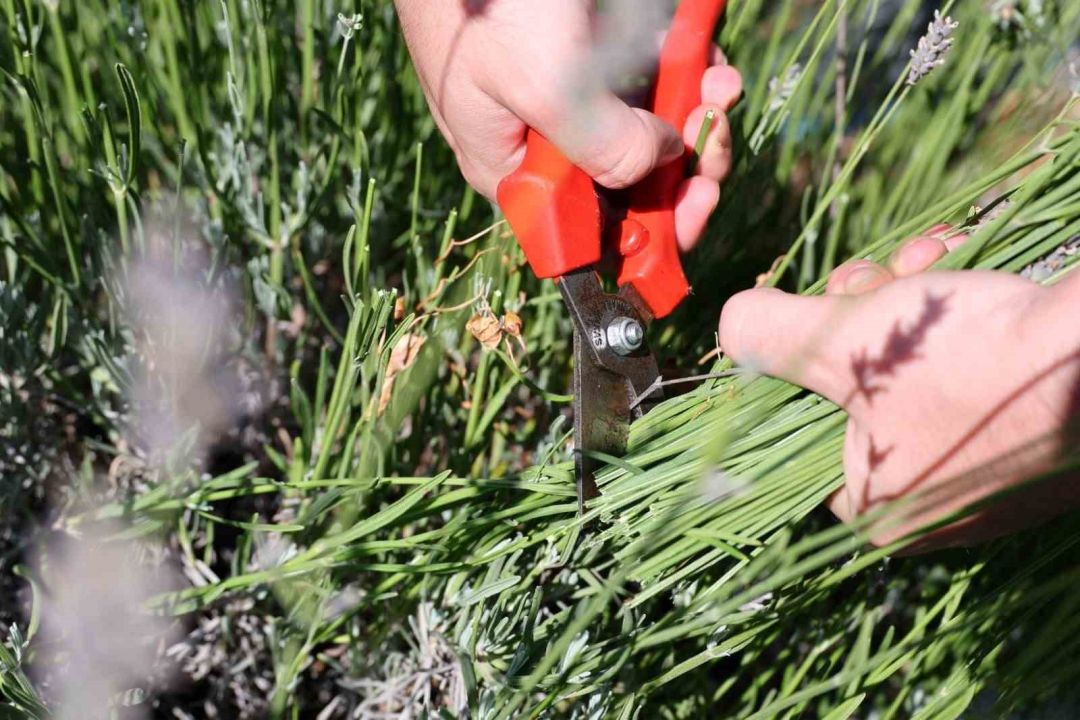 Gençlik ve Tarım Kampı’nın birinci dönemi tamamlandı