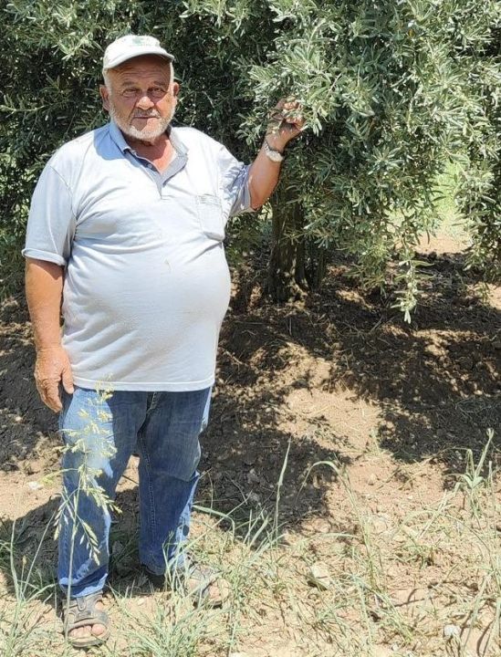 Menteşe Göktepe’de zeytinliklerde Entegre Mücadele denetimi