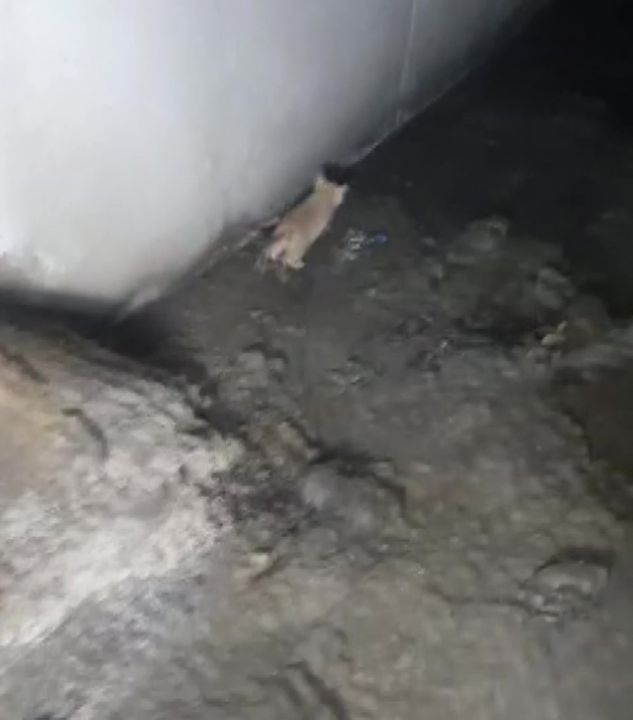 Kanalizasyona düşüp 2 gündür kurtarılmayı bekleyen yavru kedi için seferber oldular