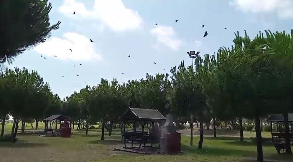 Yaralı karga, havadaki kargalar sayesinde bulundu