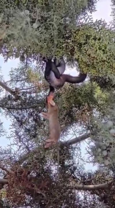 Ağaç gölgesinde ürküten manzara, fareyi yutmaya çalışan yılanla göz göze geldi