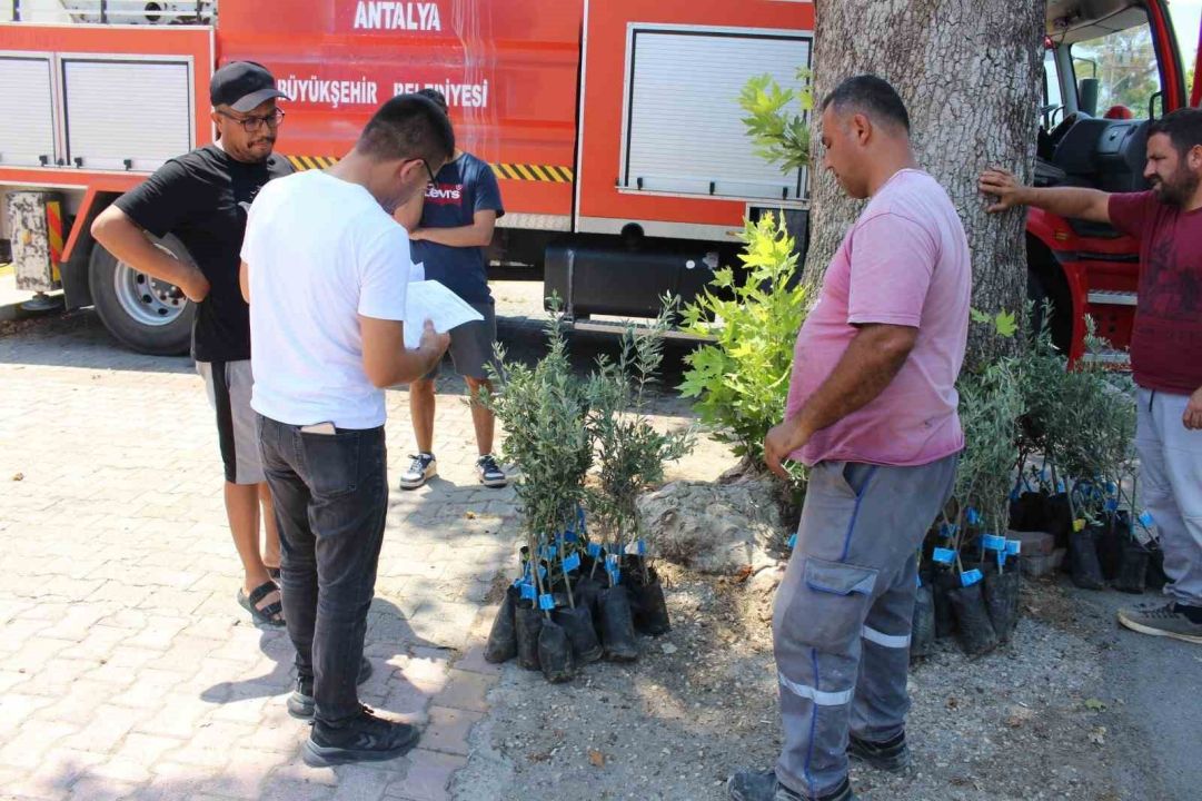 Antalya'da 19 ilçede zeytin seferberliği