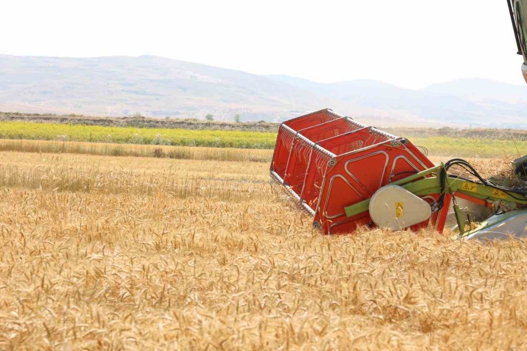 Korkuteli'ne hibe edilen ürünün hasadı başladı