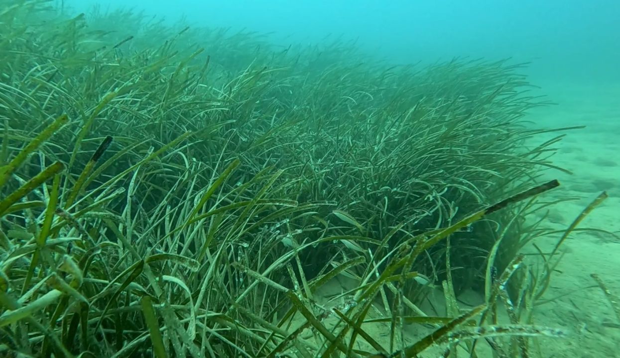 Denizin Posidonia’ları yok oluyor!