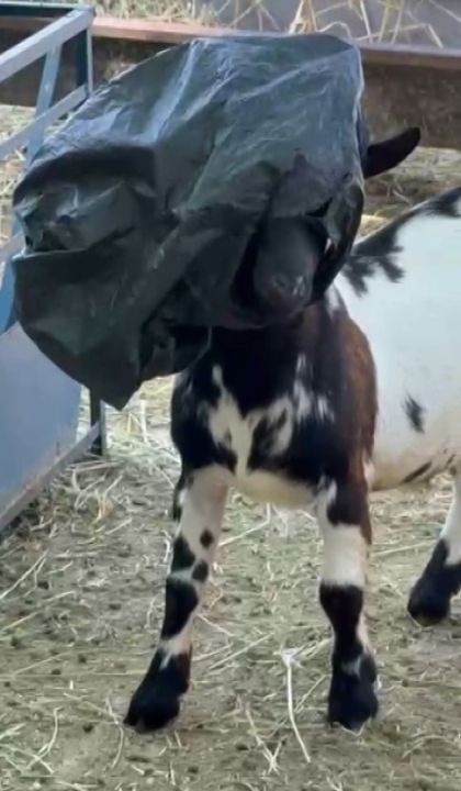 Yerdeki poşeti başına geçiren cüce keçi, diğer keçilerin kabusu oldu