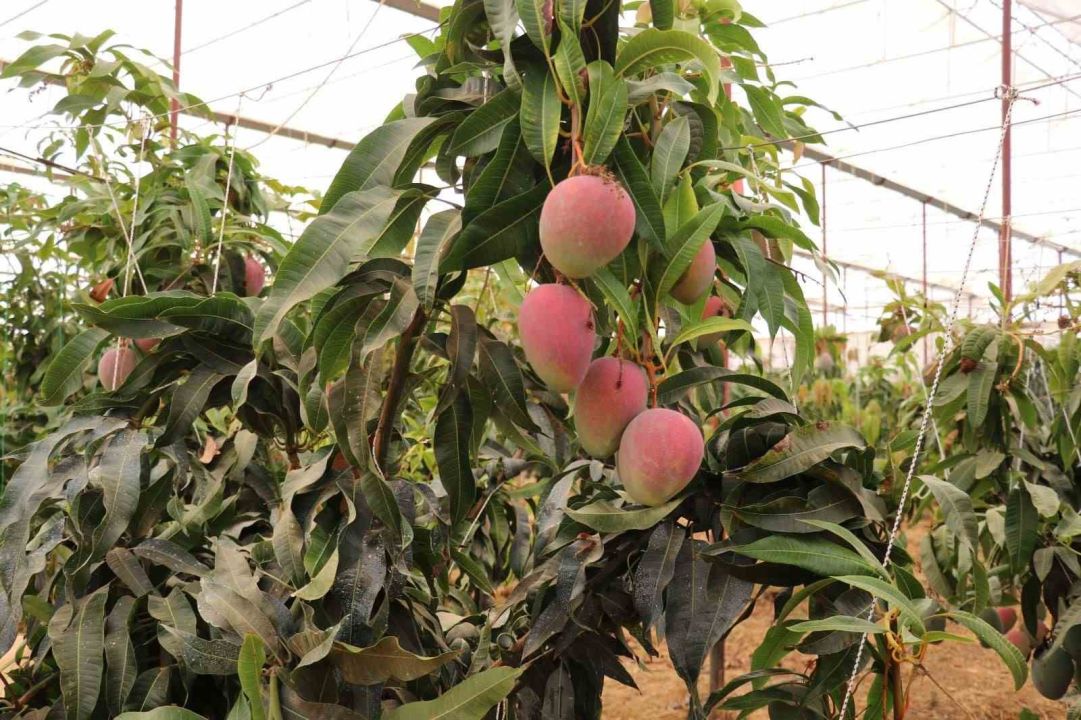 Türkiye’nin tropikal gururu! Gazipaşa Mangosunda yeni dönem başlıyor