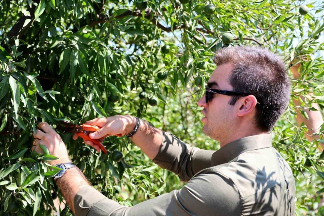 Hasat erken başladı! Yılda iki kez hasat ediliyor