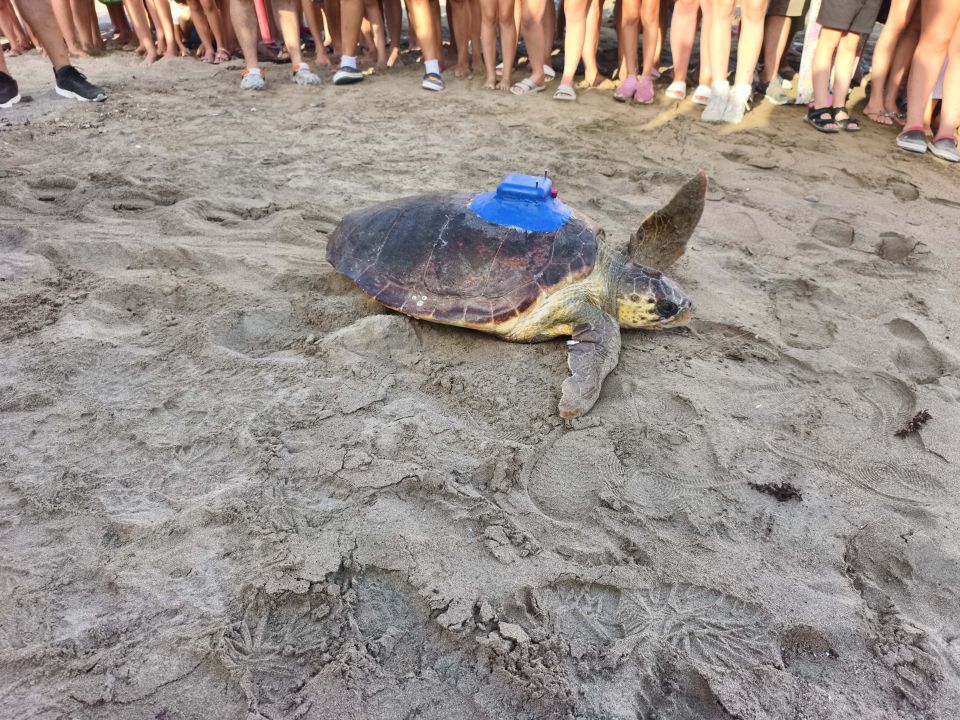 Ürettikleri ilk yerli uydu takip cihazı, caretta carettaya takıldı