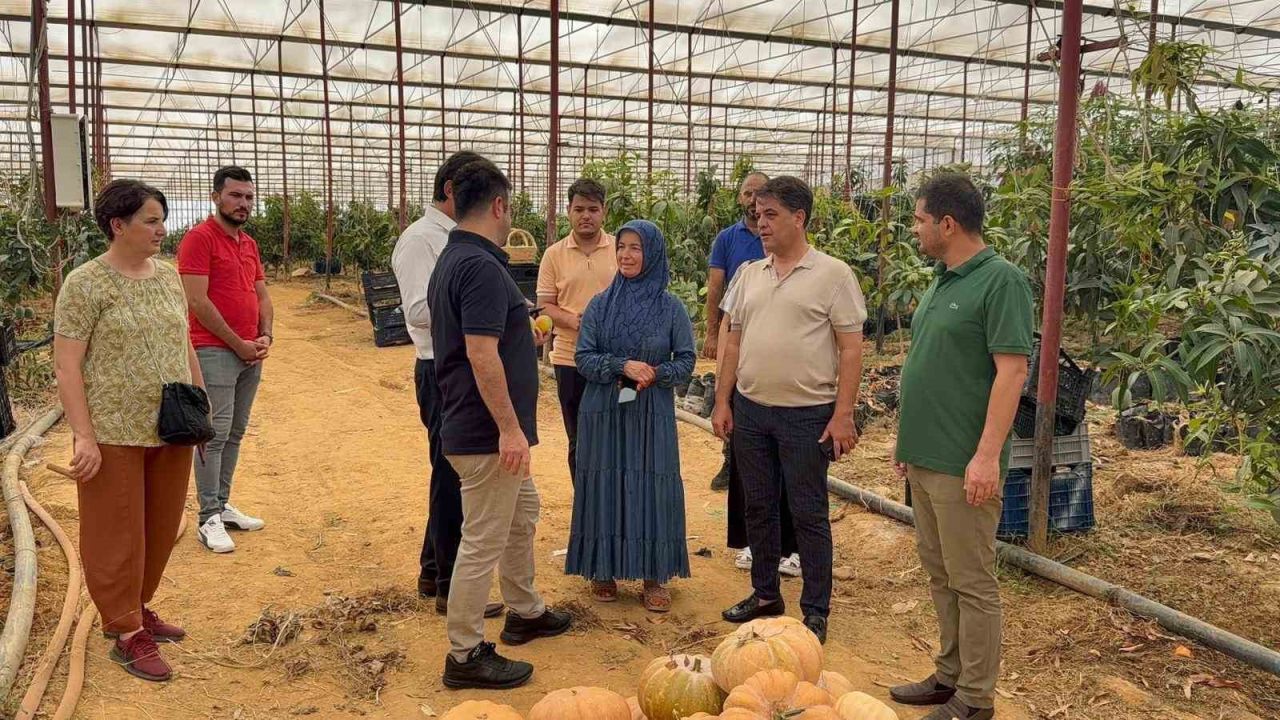 Türkiye’nin tropikal gururu! Gazipaşa Mangosunda yeni dönem başlıyor