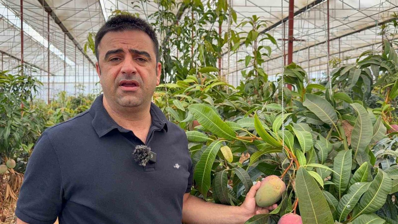 Türkiye’nin tropikal gururu! Gazipaşa Mangosunda yeni dönem başlıyor