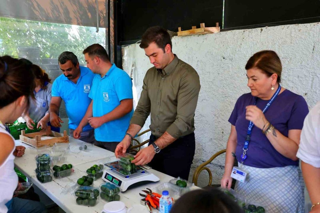 Hasat erken başladı! Yılda iki kez hasat ediliyor