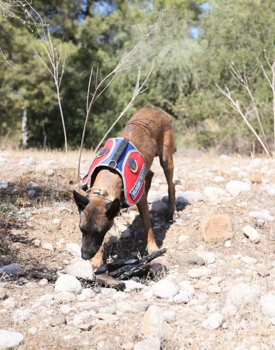 Antalya’nın yangın dedektifi: Eğitimli köpek ‘Hane’ göreve hazır