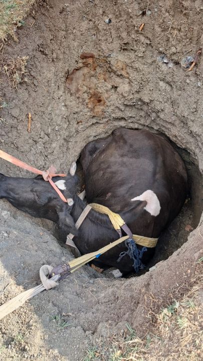 Burdur’da kuyuya düşen inek 2 saatlik çalışmayla kurtarıldı
