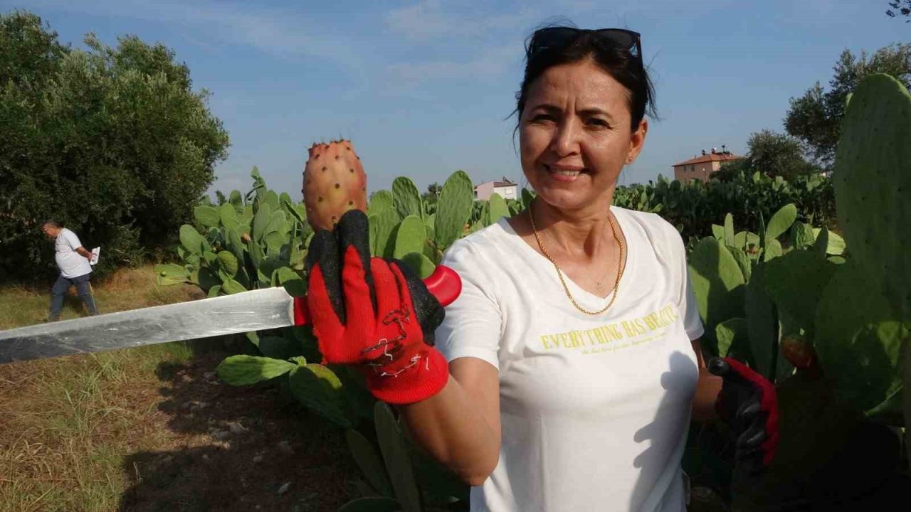 Bahçeyi kurarken alay konusu oldular, şimdi 10 ton ürünün tamamını yurt dışına veriyorlar
