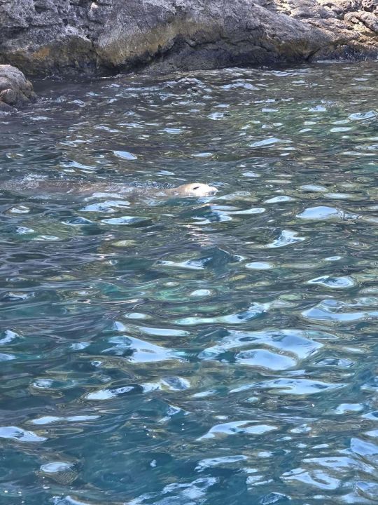 Fethiye'de nesli tükenme tehlikesindeki Akdeniz foku görüntülendi